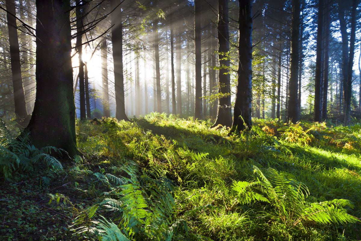 Sunlight through the forests