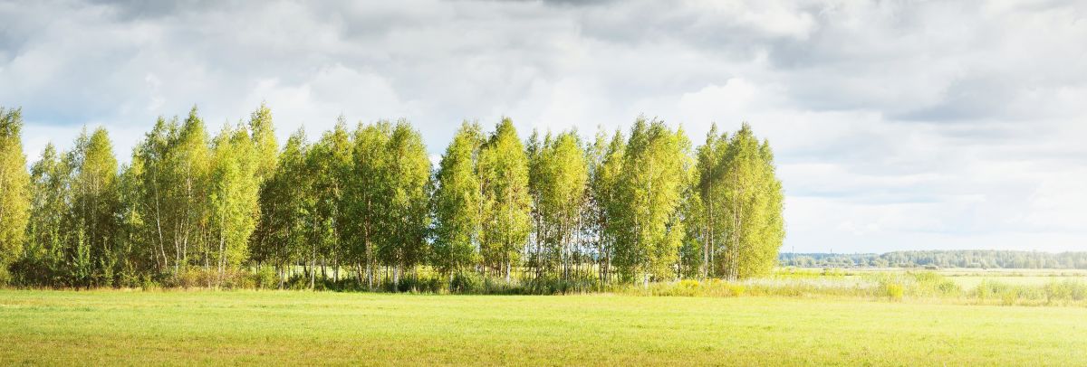 Field to Forest Long Image