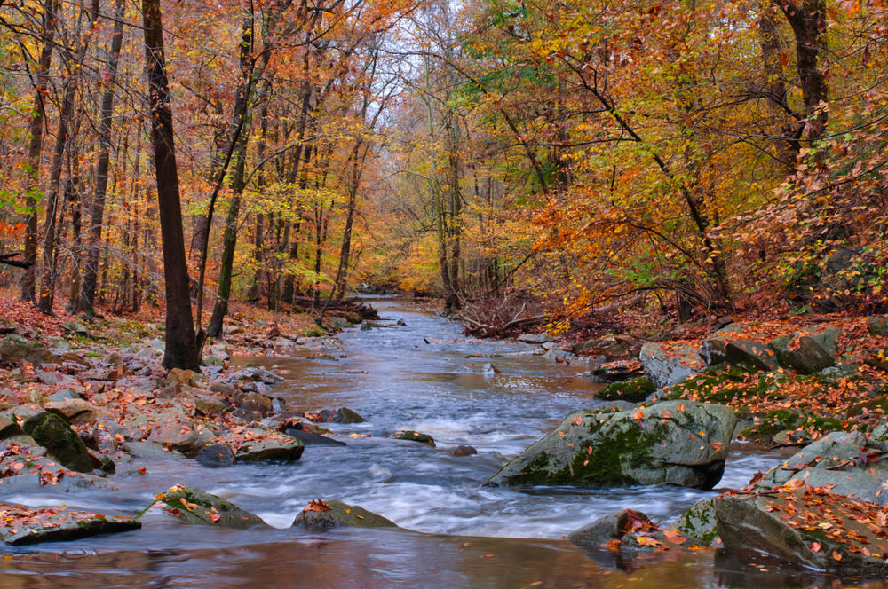 A creek in Bel Air, Maryland running through a forest in the fall.