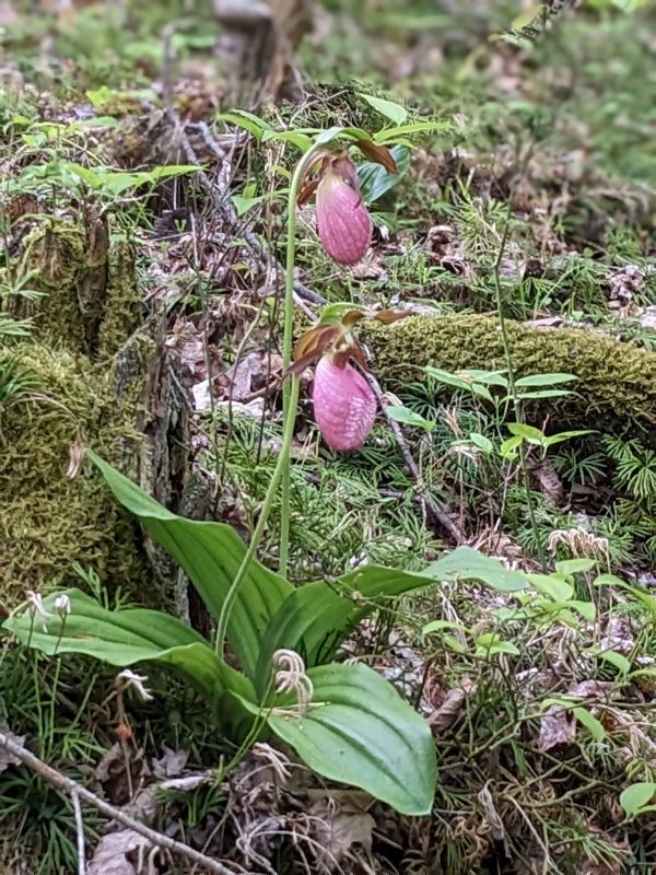 Pink Lady Slipper