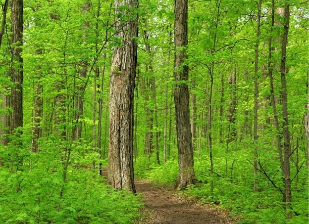 Image of a healthy forest and trail