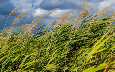 The Family Forest Carbon Program’s foresters can help landowners control invasive species like the common reed.