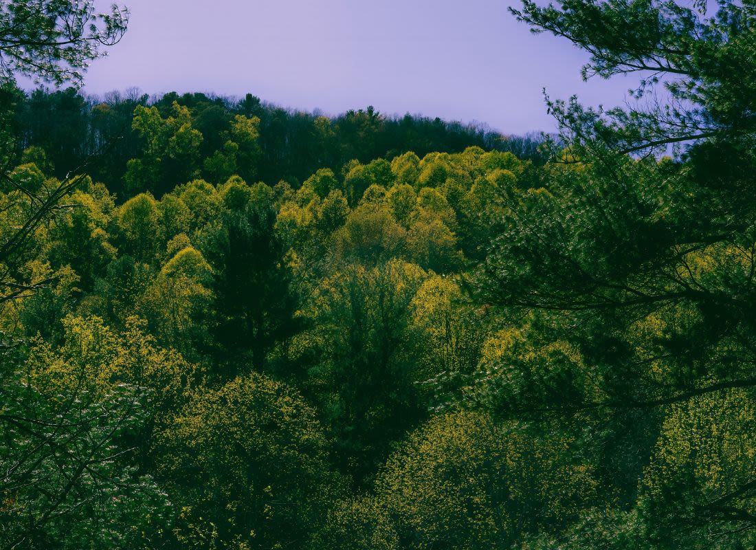 Southeast Region Forest - NC