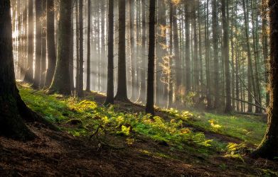 Sunlight cuts through a healthy northeast forest.