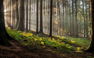 Sunlight cuts through a healthy northeast forest.