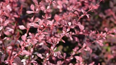 The American Forest Foundation’s expert foresters help landowners eliminate Japanese barberry from forests. 