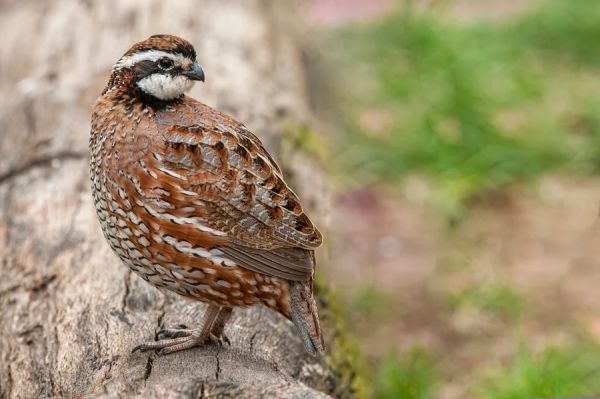 Bobwhite Quail AFF