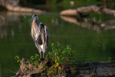 A great blue heron sits on a dead tree during a midsummer sunset. ©Stephen Taglieri
