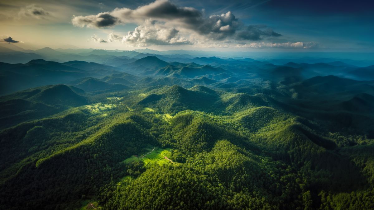 Aerial View of Forests