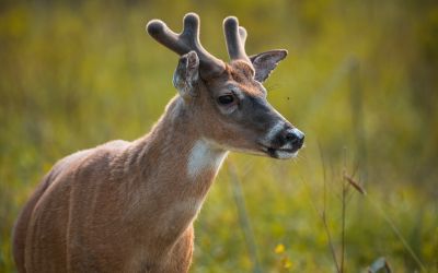 A white tail deer looks across an open field in West Virginia. ©Stephen Taglieri