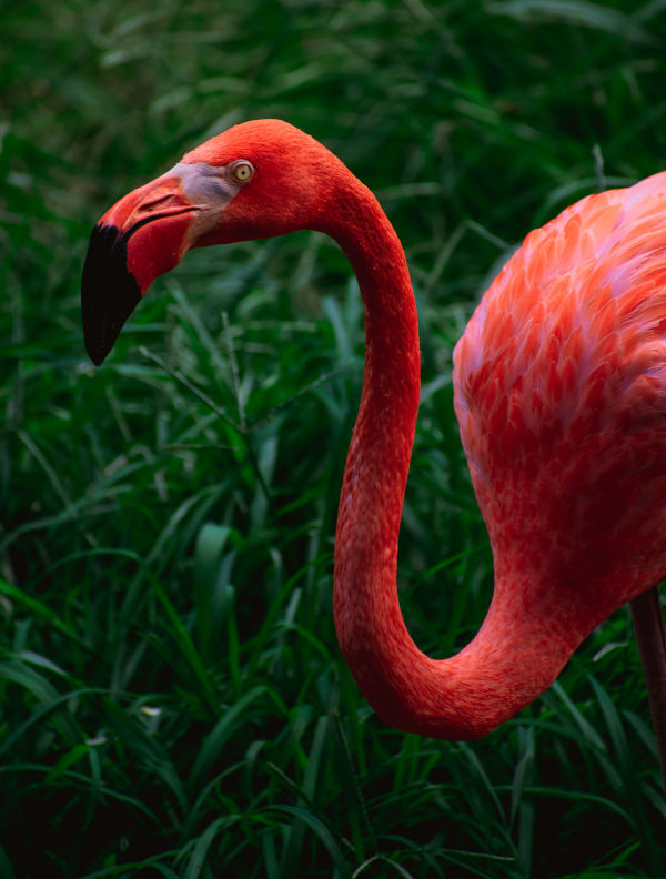 American Flamingo