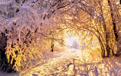A snowy forest at sunset.