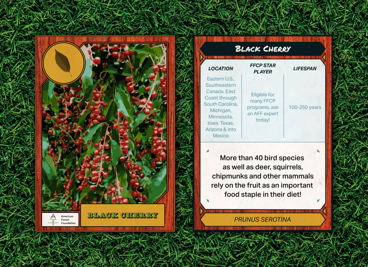 BlackCherry Grass