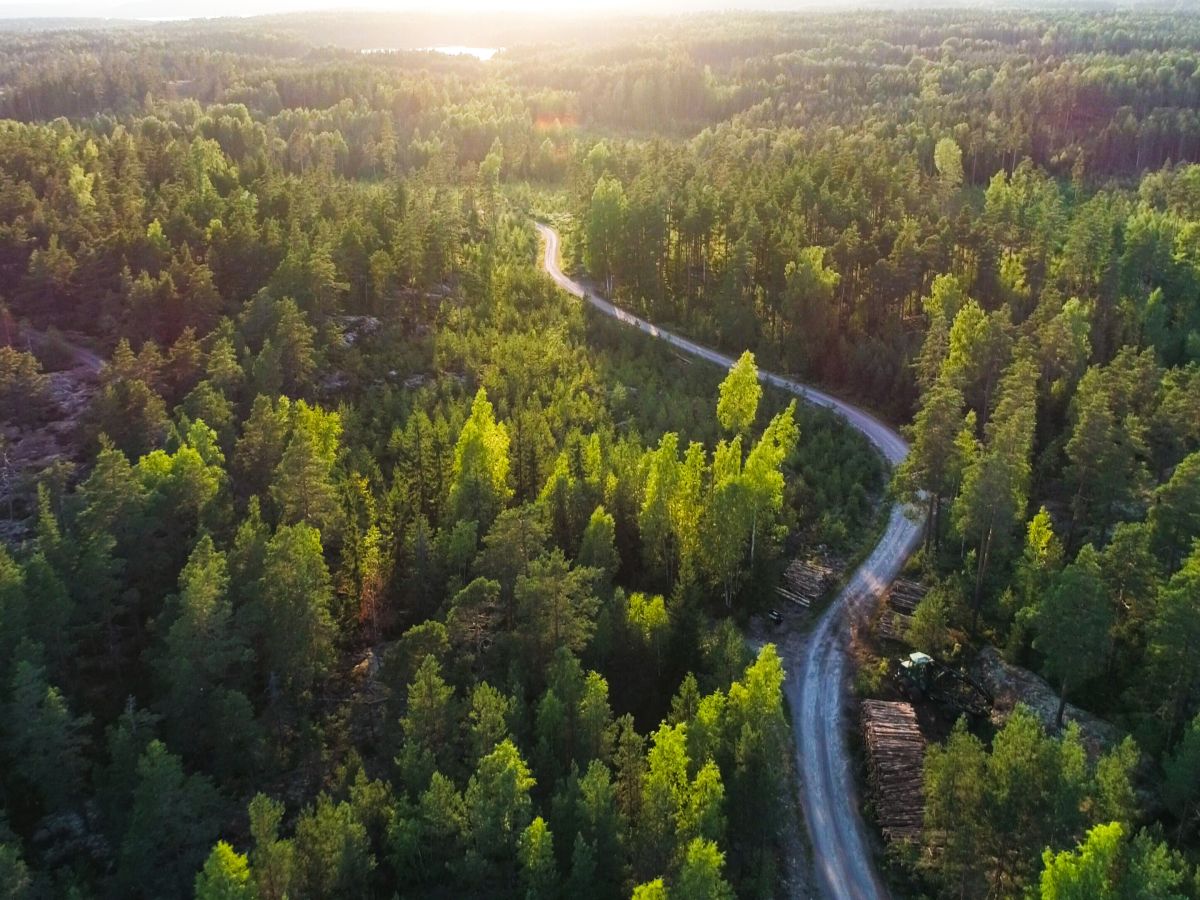 Road through the woods