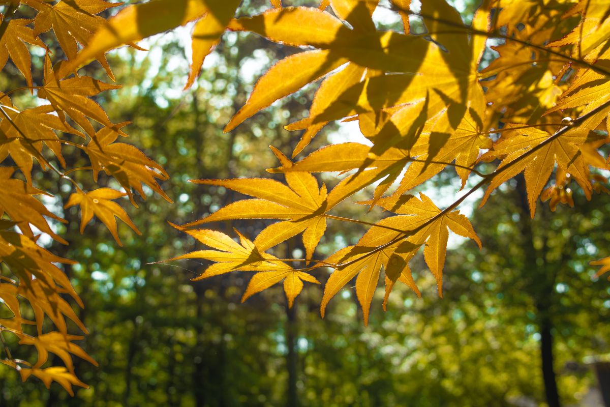 Close up of yellow leaves in a forest.