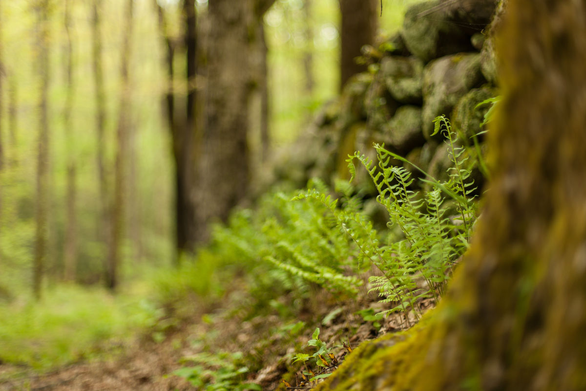 Ferns next to a stone wall in a forest