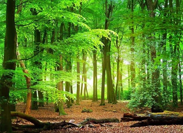 Image of a forest in sunlight