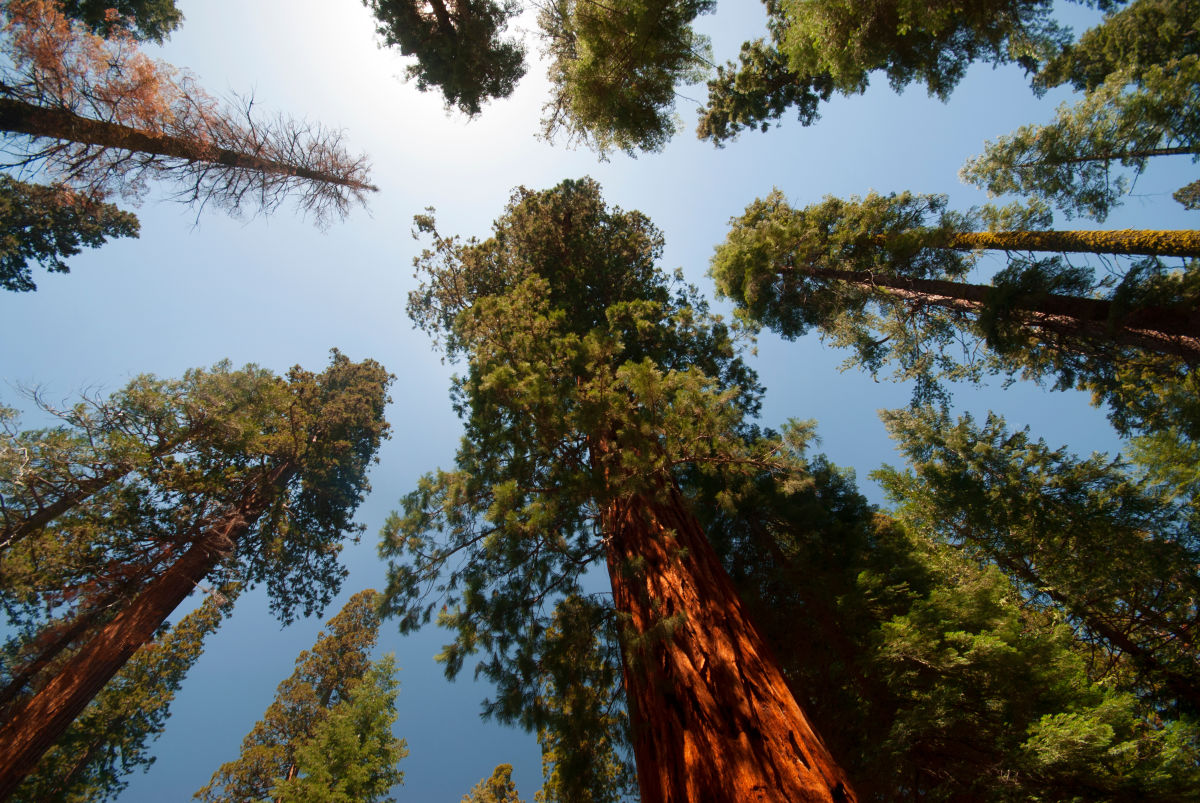 Looking Upwards to Trees