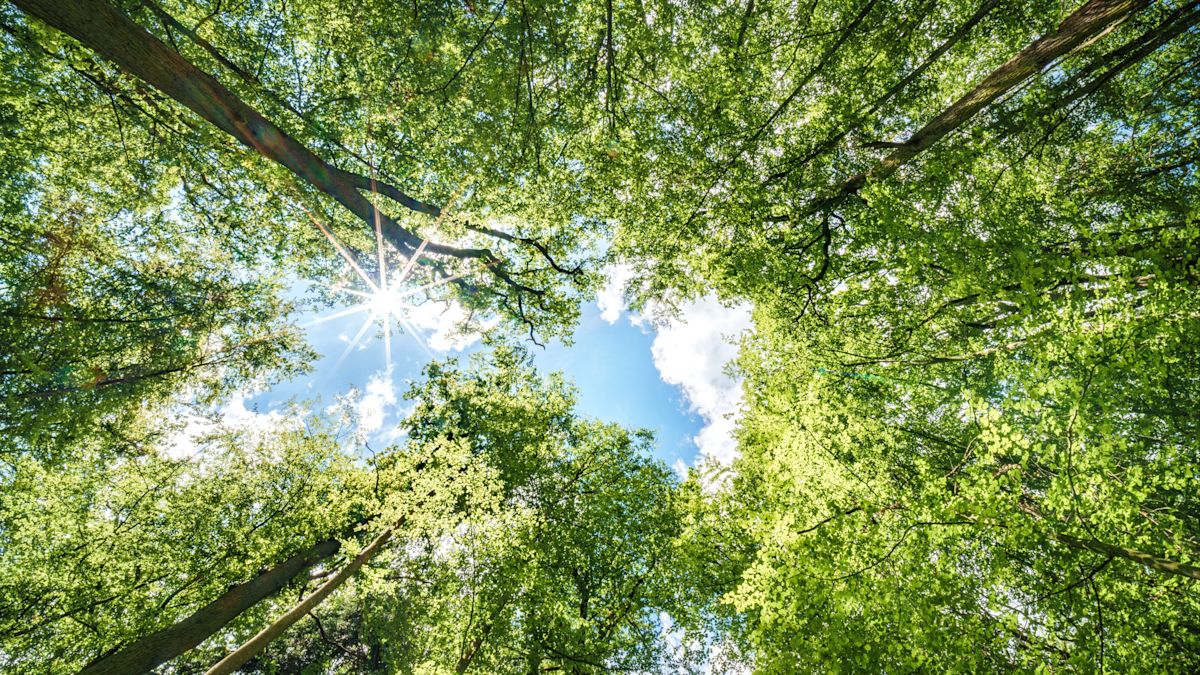 Forest Canopy 