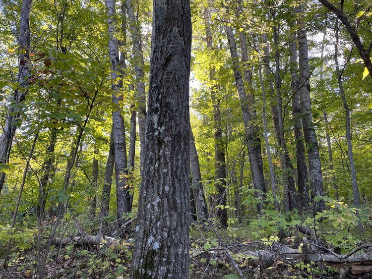 Aspen/birch tree.