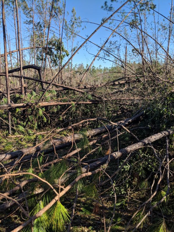 Hurricane damage-southeastern U.S. 