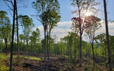 Harvest area to enhance white oak regeneration. Image courtesy of Dwayne Wright.