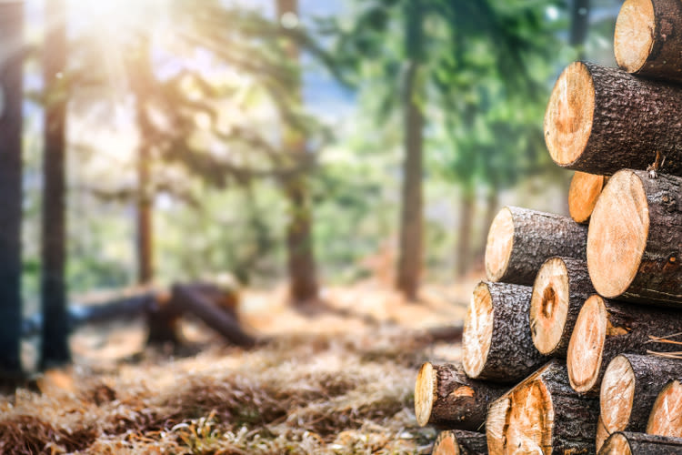 Pine and spruce trees with a pile of logs in the foreground.