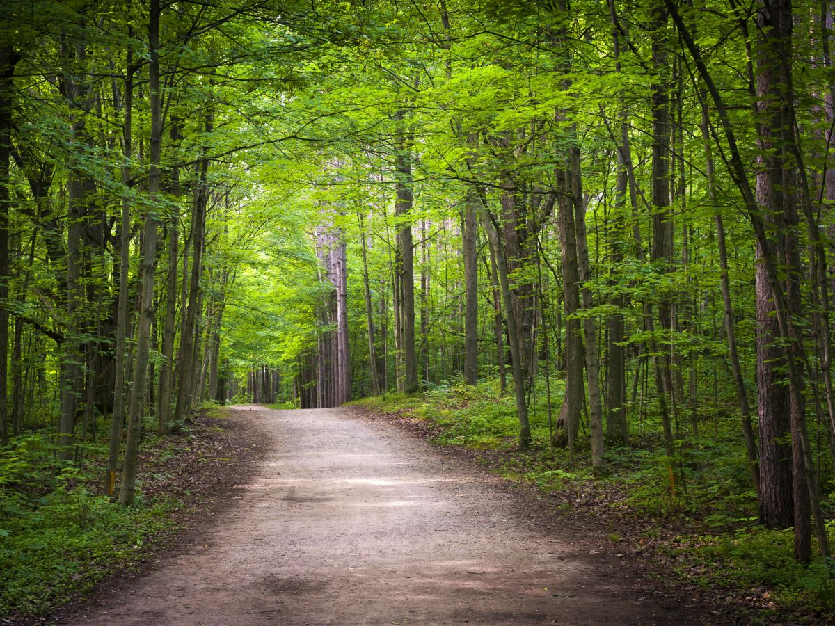 AFF Trail Through the Woods