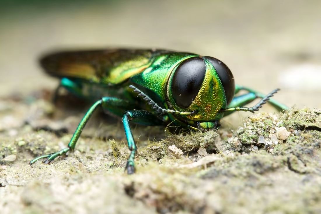 AFF-Emerald-Ash-Borer