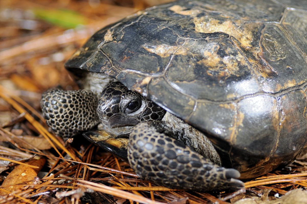 Gopher Tortoise2-Shutterstock-web