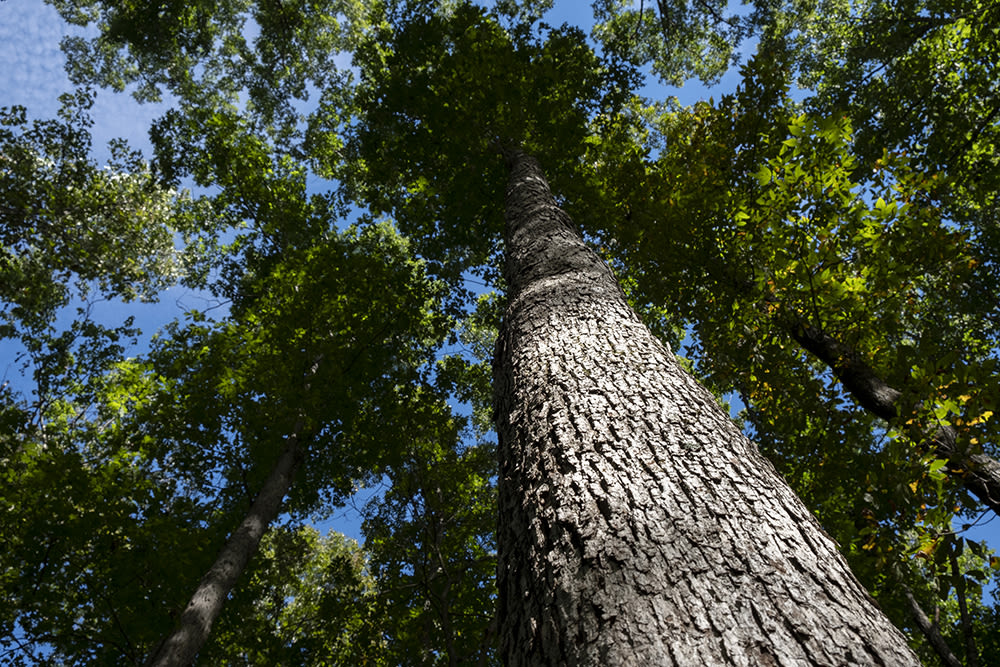 White Oak Tree