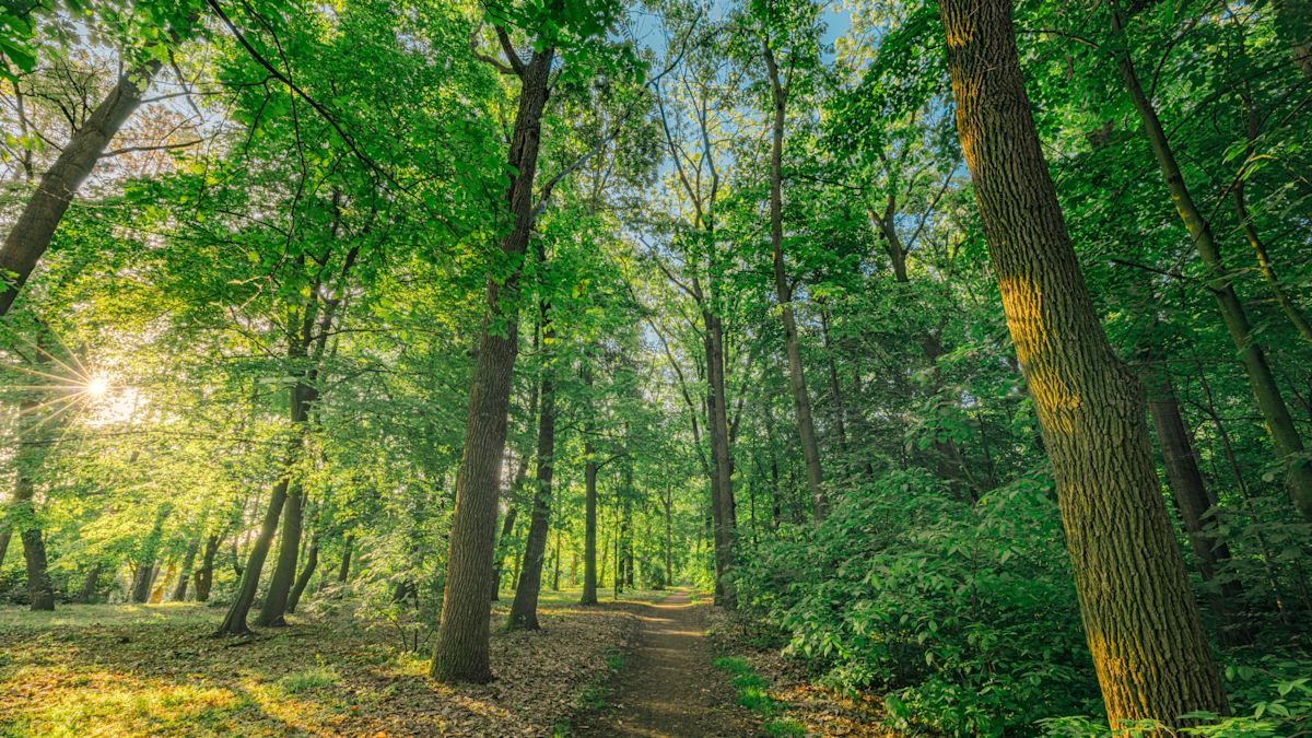 Forest pathway