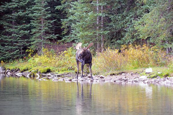 Bull moose near water - Shutterstock