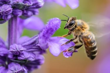 A honey bee flies around a purple flower as it eats and helps begin the pollination process.