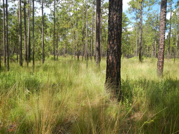Longleaf forest (FL)-Shutterstock