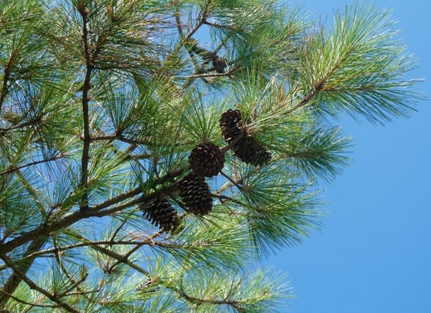 Loblolly Pine