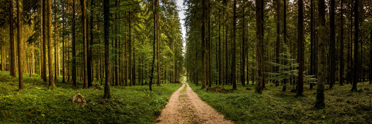 AFF A road running through dense natural forests