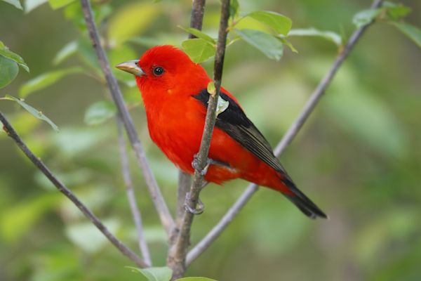 Scarlet Tanager-Shutterstock