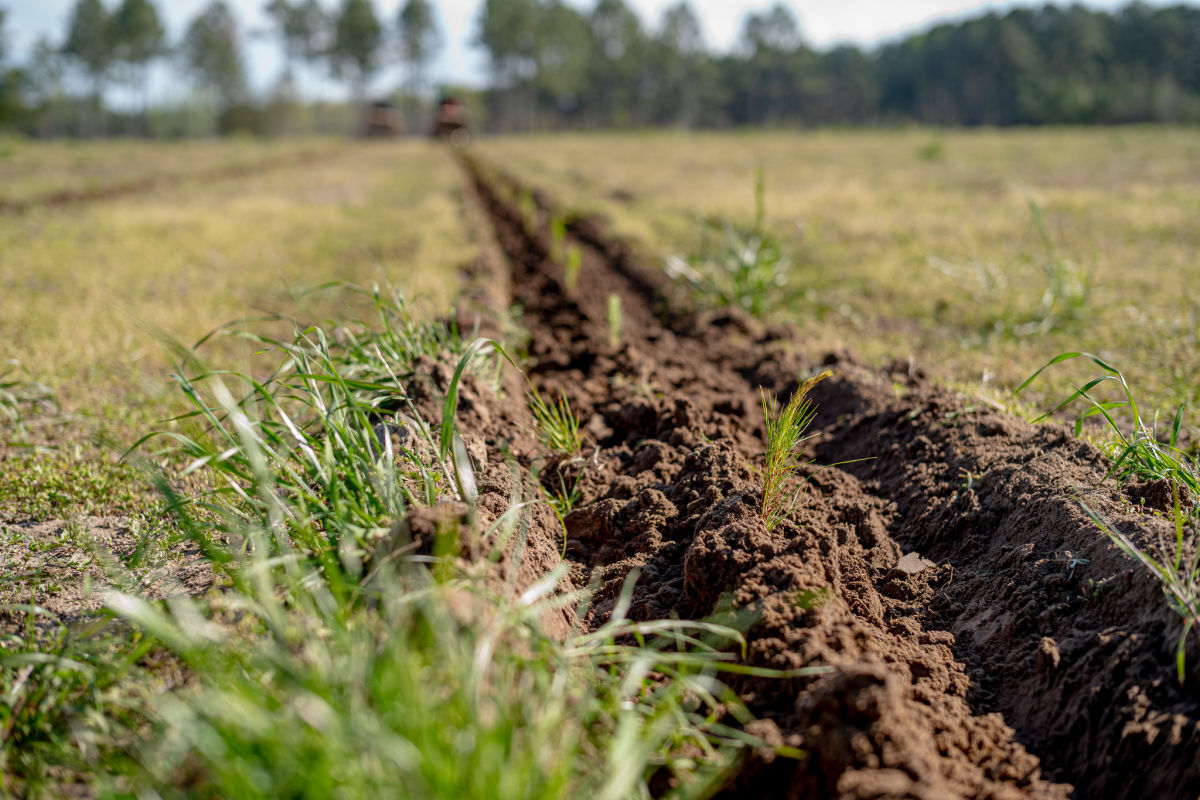 Row Crops