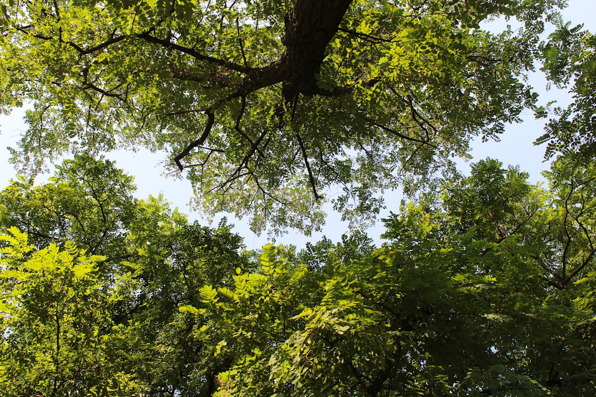 Forest Canopy