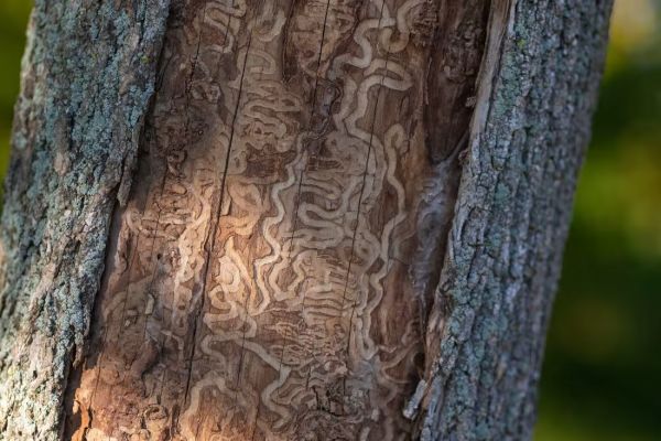 AFF Emerald Ash Borer Marks in a Tree