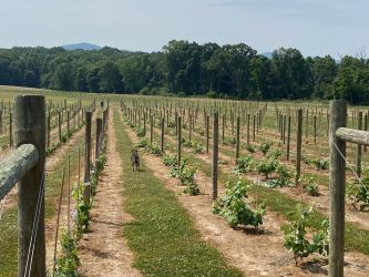 The Trezise family has always grown grapes; but when they purchased the land for their farm, Daisy's Domain, the family planted their first batch of roughly 500 grapevines.