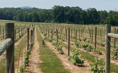 The Trezise family has always grown grapes; but when they purchased the land for their farm, Daisy's Domain, the family planted their first batch of roughly 500 grapevines.