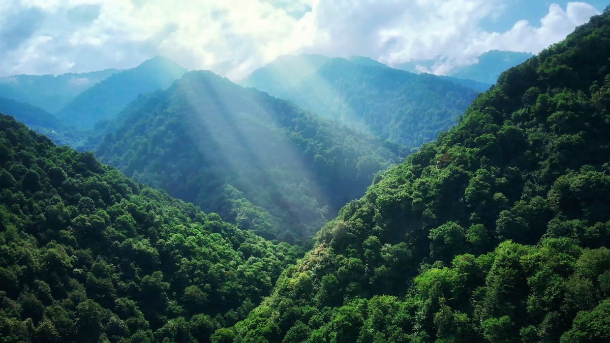 Georgia Woodlands