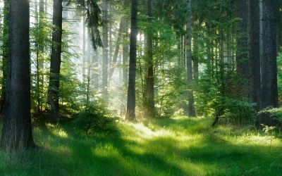 Sun beams through the canopy of a hardwood forest.