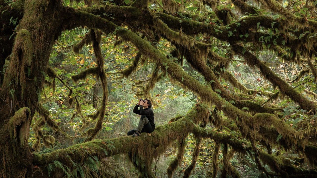 Whispers in the Woods