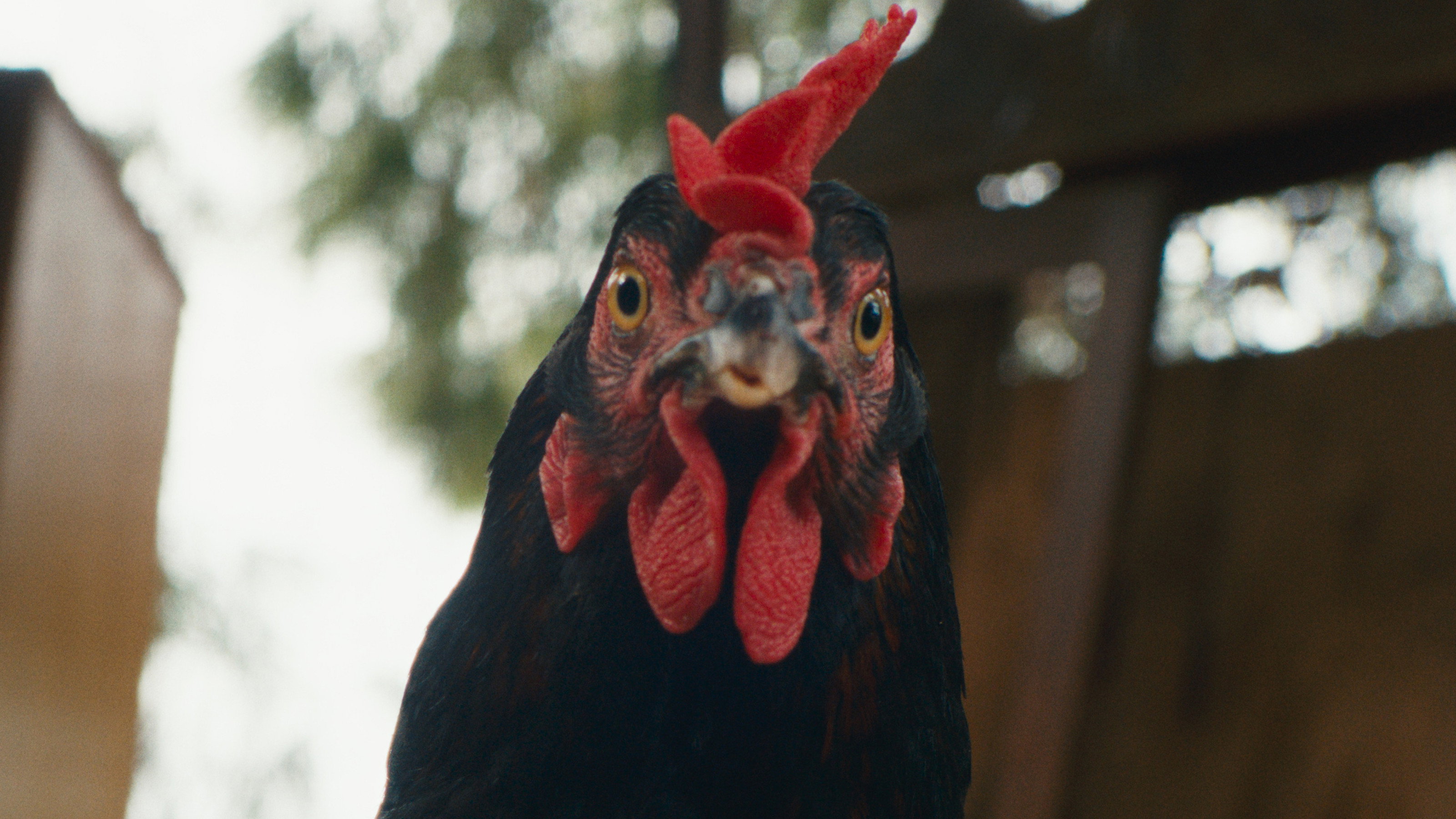 Hen