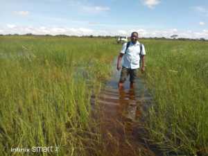 On foot in the swamps