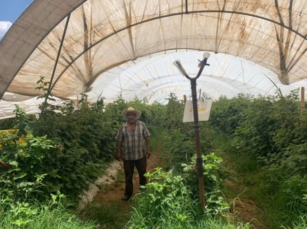 Berry Farmers Mexico - AGC