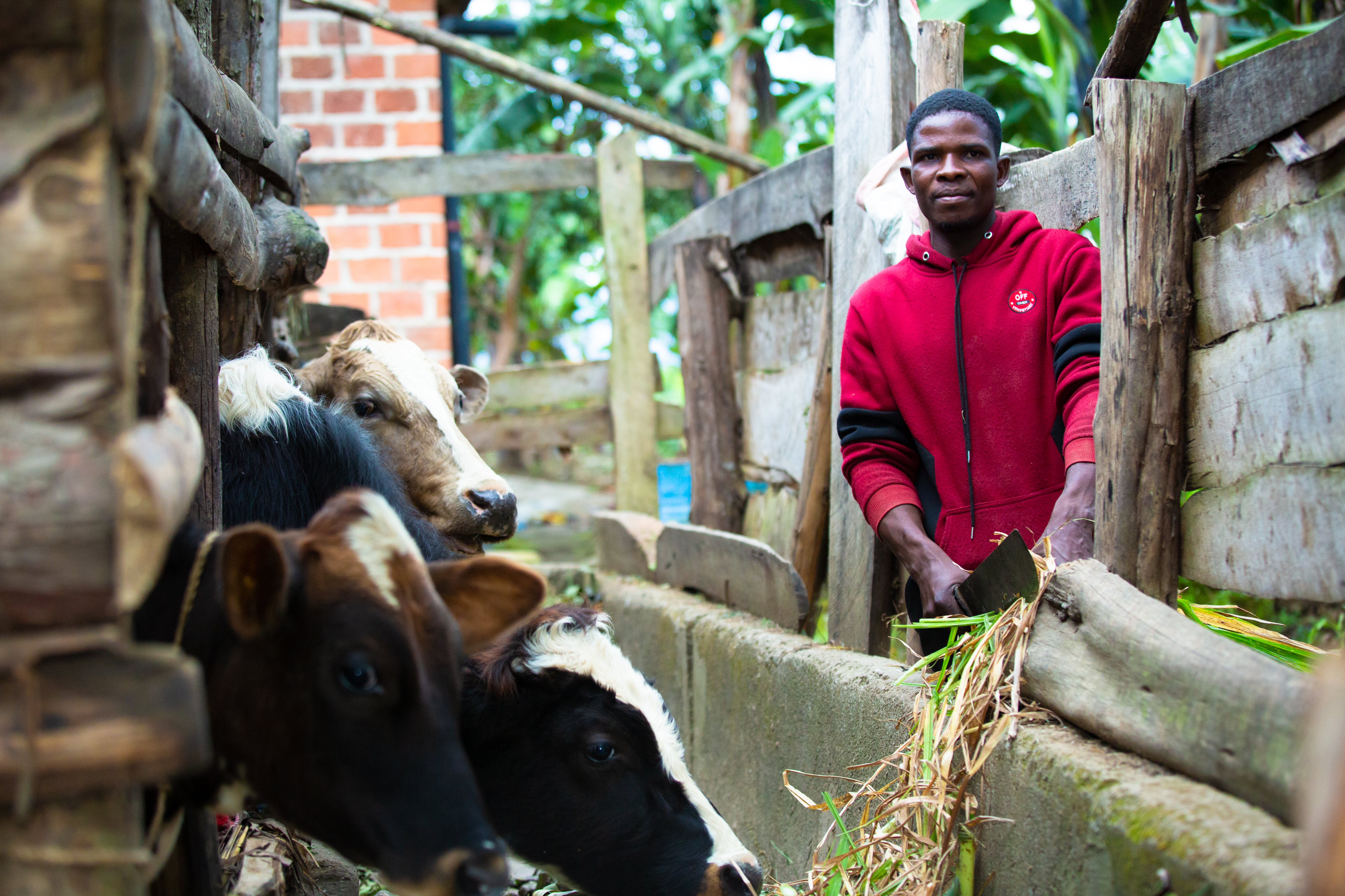 BRAC Tanzania GuyWithCows